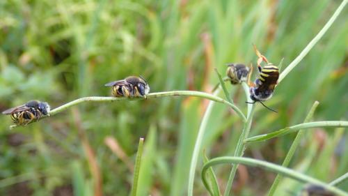 Réf. 209 607 : Trachusa interrupta